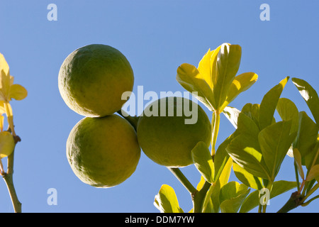 Trifoliate Orange, fruit, Bitter-Orange, Bitterorange, Früchte, Poncirus trifoliata, Citrus trifoliata, Orange amère, Poncir Stock Photo