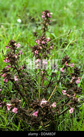Marsh Lousewort (Pedicularis palustris) flowers and redish leaves Stock Photo