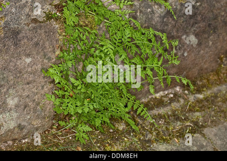 brittle bladderfern, common fragile fern, Zerbrechlicher Blasenfarn, Blasen-Farn, Cystopteris fragilis Stock Photo