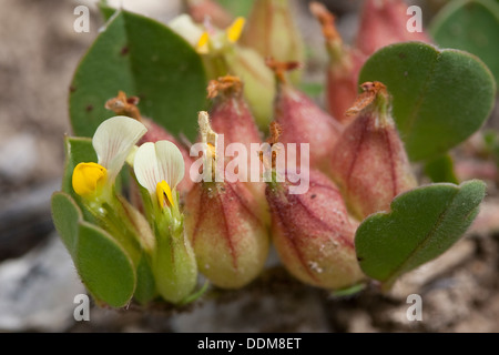 Bladder Vetch, Four-Leaved Kidney Vetch, Blasen-Wundklee, Blasenwundklee, Tripodium tetraphyllum, Anthyllis tetraphylla Stock Photo