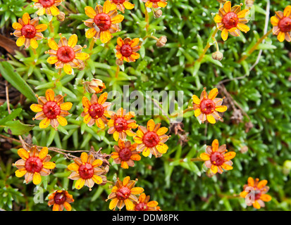 Yellow mountain saxifrage (Saxifraga aizoides) flowers, golden/red variation Stock Photo