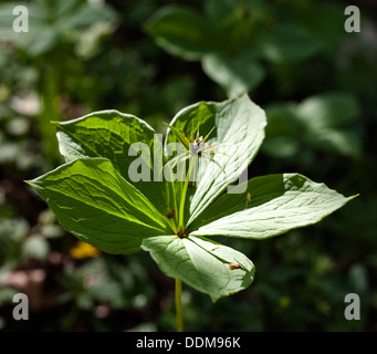 Herb Paris (Paris quadrifolia) flower and leaves Stock Photo