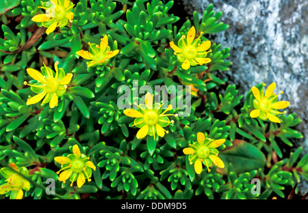 Yellow Mountain Saxifrage (Saxifraga aizoides) growth and yellow form of flowers Stock Photo
