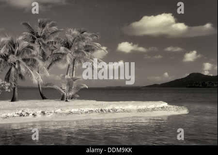 Beach with palm trees. bora Bora. French Polynesia. Stock Photo