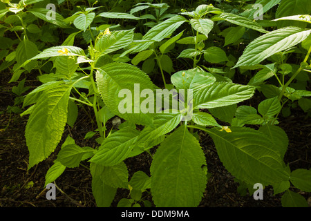 Small balsam (Impatiens parviflora) delicate flowers and leaves