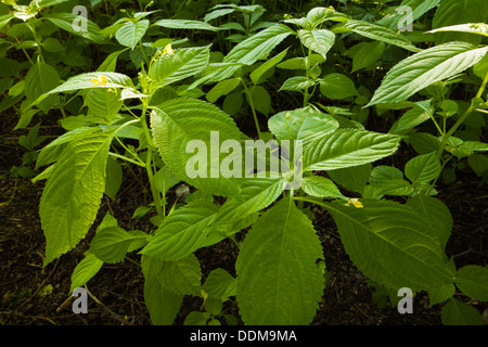 Small balsam (Impatiens parviflora) delicate flowers and leaves Stock Photo