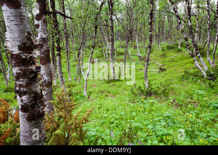 Boreal birch forest from Kilpisjärvi, Finland Stock Photo