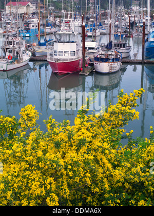 Fishing boats and flowering gorse. Brookings Harbor, Brookings, Oregon.