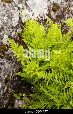 Alpine Lady-fern (Athyrium distentifolium) growth Stock Photo