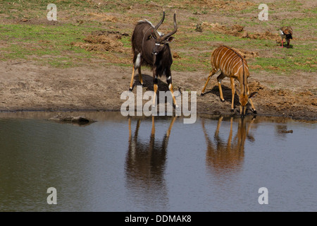 Male & female Nyala (Nyala angasii or Tragelaphus angasii) drinking from waterhole with reflection Stock Photo