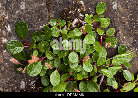 Net-leaved willow (Salix reticulata) leaves and flowers Stock Photo