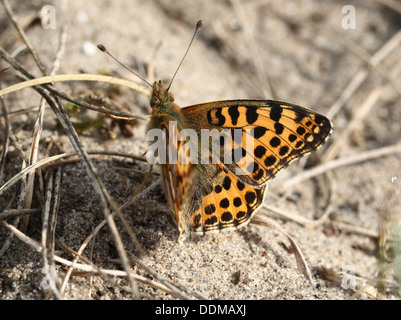 Close-up of a Queen of Spain Fritillary butterfly (Issoria lathonia)