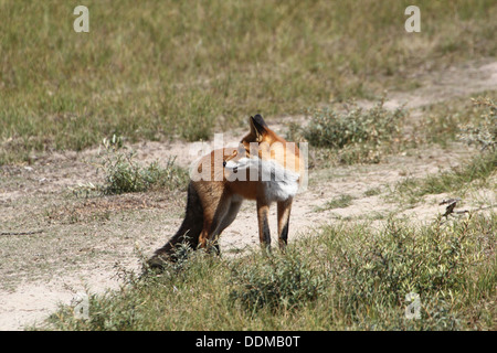 Red fox (vulpes vulpes) picking up a scent and following a trail, looking for food