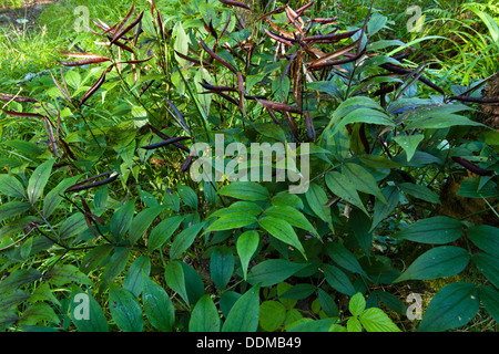 Spring vetchling (Lathyrus vernus) in autumn with seed pods Stock Photo