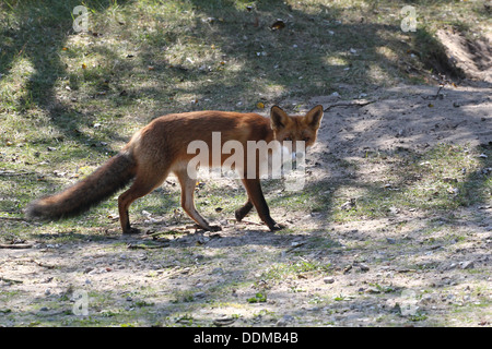 Red fox (vulpes vulpes)  on the prowl, hunting, looking for food
