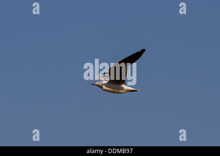 Grey-headed Gull (Chroicocephalus cirrocephalus) in flight Stock Photo