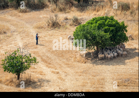 A shepherdess with her flock on the lower slopes of Mount Erymanthos from near Platanitsa in Achaea province, Peloponnese, Greece Stock Photo