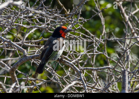 Black-collared Barbet (Lybius torquatus) Stock Photo