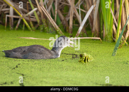 Immature American Coot (Fulica americana) swimming in a duckweed covered pond near Big Lake, Alberta Stock Photo