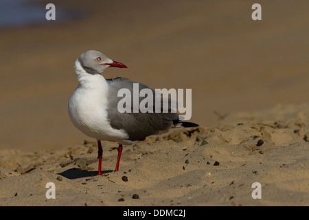 Grey-headed Gull (Chroicocephalus cirrocephalus) on beach Stock Photo
