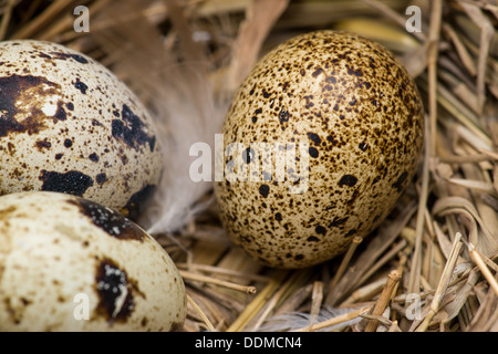 Quail eggs in the nest Stock Photo