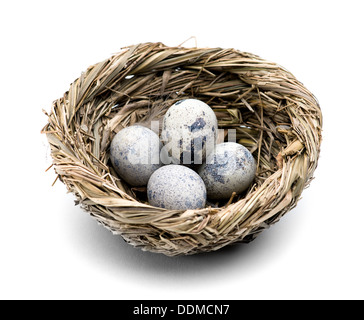 Quail eggs in the nest Stock Photo