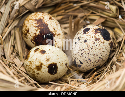 Quail eggs in the nest Stock Photo