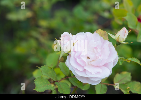 A single Morden blush rose (Rosa spp) bloom flanked by a pair of rosebuds in a garden in St Albert, Alberta Stock Photo