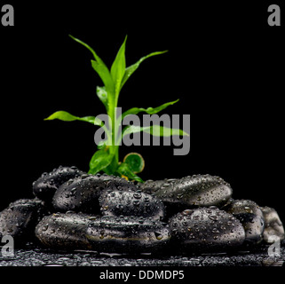 Zen stone and bamboo leaves with water drops Stock Photo