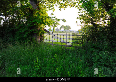 Typical gated field in the Bocage area of Normandy in France Stock Photo