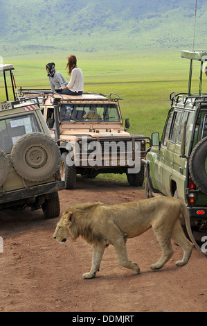 African lion walking between tourist vehicles. Tanzania collection Stock Photo