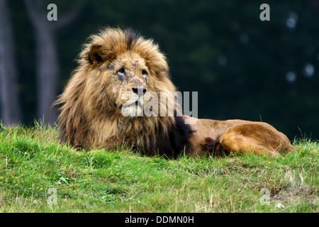 Male lion resting on a grass Stock Photo