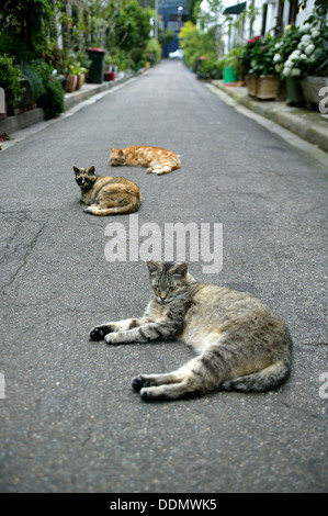 Three cats relaxing in the middle of the road in an alleyway. Stock Photo
