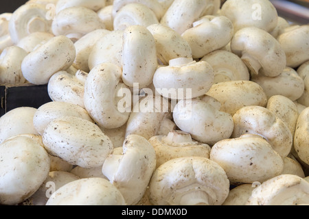 Common White Button Mushrooms for Sale at Farmers Market Stock Photo