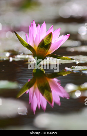 Single water lily reflection within pool Stock Photo