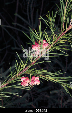 Close-up of Rosemary Grevillea - Grevillea rosmarinifolia 'Rosy Posy' variation flowers - Family Proteaceae Stock Photo