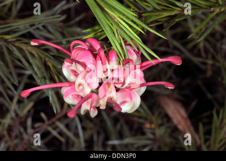 Close-up of Rosemary Grevillea flower 'Rosy Posy' - Grevillea rosmarinifolia- Family Proteaceae Stock Photo