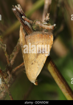 Straw Dot Moth (Rivula sericealis) Stock Photo