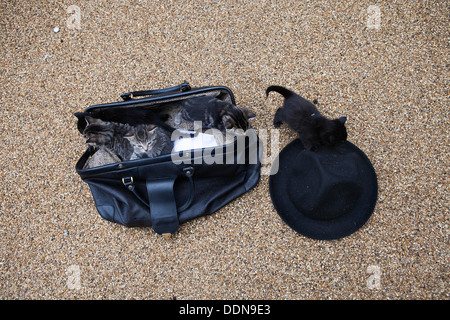 suitcase with kittens and hat on the sand in the rain. Someone throw away them Stock Photo