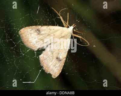 Straw Dot Moth (Rivula sericealis) Stock Photo