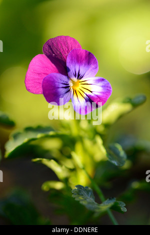 Flowering pansy Stock Photo
