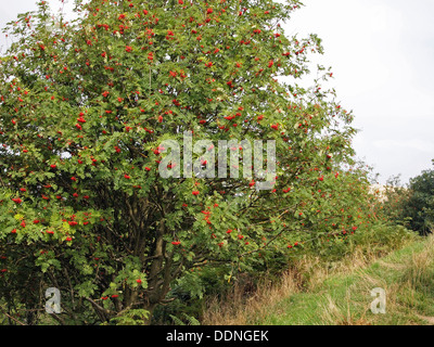 Rowan or mountain-ash tree (genus Sorbus of family Rosaceae), European Rowan Sorbus aucuparia  with berries on the Malvern Hills Stock Photo