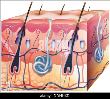 Illustration of Skin Section Stock Photo - Alamy