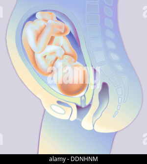 9th month of pregnancy Stock Photo - Alamy