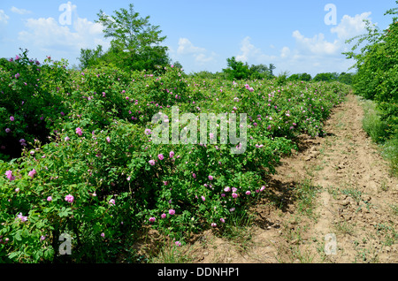 The famous rose fields in the Thracian Valley near Kazanlak Bulgaria Stock Photo