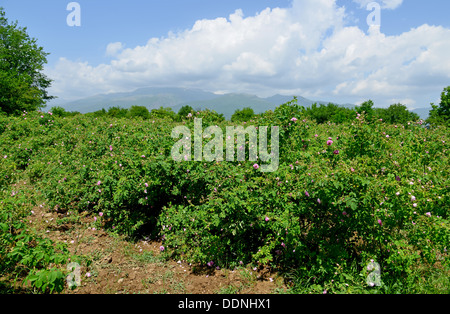 The famous rose fields in the Thracian Valley near Kazanlak Bulgaria Stock Photo