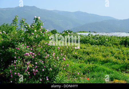 The famous rose fields in the Thracian Valley near Kazanlak Bulgaria Stock Photo