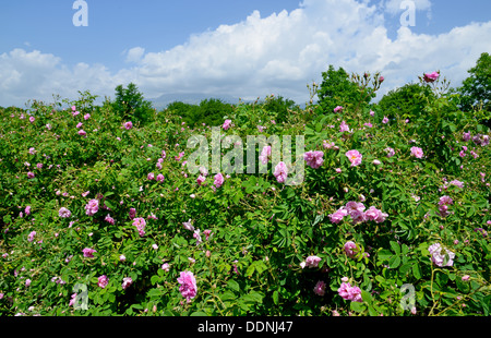 The famous rose fields in the Thracian Valley near Kazanlak Bulgaria Stock Photo