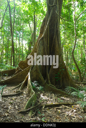 Buttress Tree, Mossman Gorge, Queensland, QLD, Australia Stock Photo