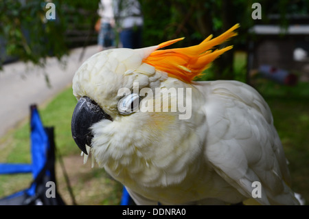 citron crested cockatoo Stock Photo